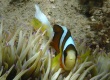 Clark's Anemonefish_2