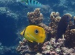 Eclipse Butterflyfish