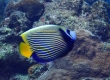 Emperor Angelfish (Amami Oshima)