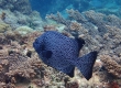 Spotted Knifejaw (Amami Oshima)