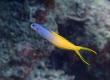 Bicolor Fangblenny (Amami Oshima)