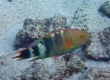 Tripletail Wrasse (Amami Oshima)