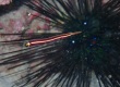 Urchin  Clingfish ハシナガウバウオ