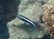 Sawtail Blenny