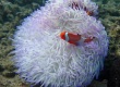 Orange Clownfish_2
