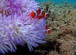 Orange Clownfish_3