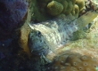 Jewelled Blenny (Amami Oshima)