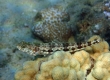 Two-spot Lizardfish (Kakeromajima)
