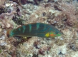 Tailspot Wrasse (Kakeromajima)