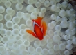 Tomato Anemonefish ハマクマノミ (Miyakojima)