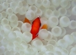 Tomato Anemonefish ハマクマノミ (Miyakojima)