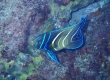 Semicircle Angelfish (Miyakojima)
