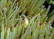 Pink Anemonefish (Kakeromajima)