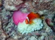 （撮影 ロイ シェパード）Tomato Anemonefish (Miyakojima)