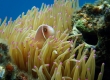 Pink Anemonefish (Kakeromajima)