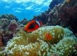 Tomato Anemonefish  ハマクマノミ (Miyakojima)