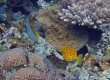 Yellow Boxfish (Amami Oshima)
