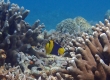 Bicolor Angelfish (Amami Oshima)