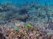 Sunset Wrasse (Amami Oshima)