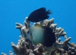 Pearlscale Angelfish (Amami Oshima)