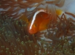 White-striped Anemonefish (Miyakojima)