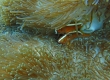 White-striped Anemonefish (Miyakojima)