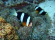 Clarks's Anemonefish_1 クマノミ (Miyakojima)