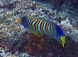 Regal Angelfish (Miyakojima)