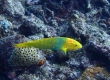 Sunset Wrasse (Miyakojima)