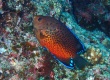 Rusty Angelfish (Centropyge ferrugata)