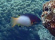 Axilspot-Hogfish