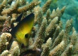 Brushtail Tang