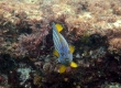 Bluestriped Angelfish (Goto)