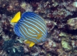 Bluestriped Angelfish (Goto)