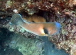 Scarbreast Tuskfish (Miykojima)