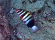 Harlequin Tuskfish