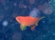 Scalefin Anthias (Female)