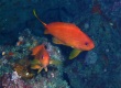 Scalefin Anthias