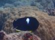 Keyhole Angelfish