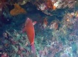Scalefin Anthias (Male)