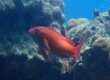 Scalefin Anthias