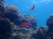 Scalefin Anthias