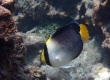 Vermiculated Angelfish