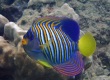 Regal Angelfish