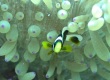 Clark's Anemonefish_3