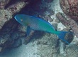 Redlip Parrotfish (Scarus rubroviolaceus)