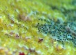 Shortbodied Blenny eggs