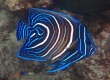 Semicircle Angelfish