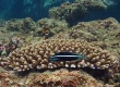 Kamohara Blenny