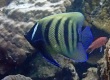 Six-Banded Angelfish